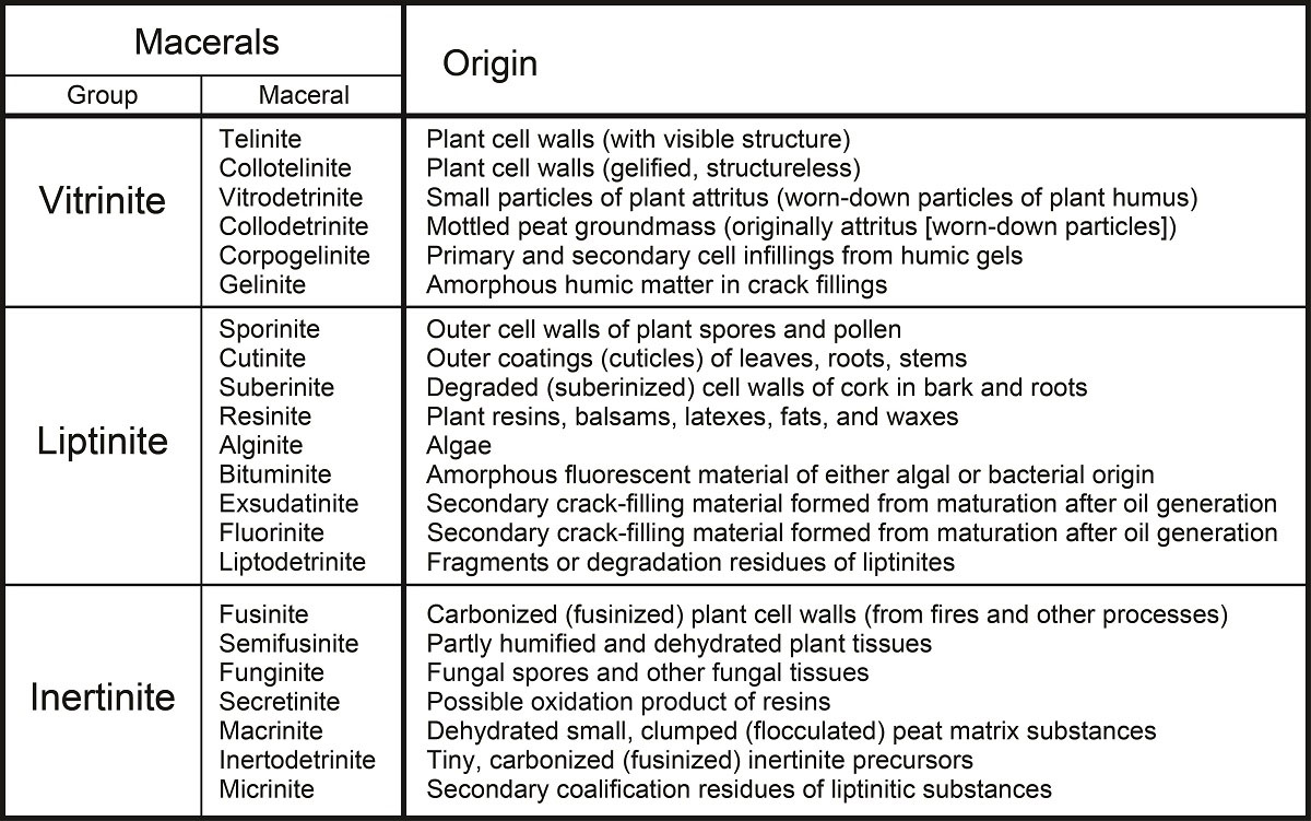 Maceral groups and macerals in subbituminous, bituminous. and anthracitic coals, and their origins. Some of the macerals are the same for low-rank lignite coals, but there are different maceral groups and additional macerals for lignites.